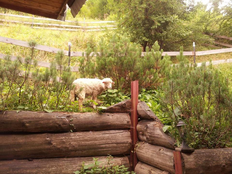 Domek Pod Zielonym Lasem Zakopane Kültér fotó